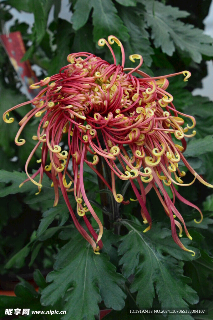 菊花 