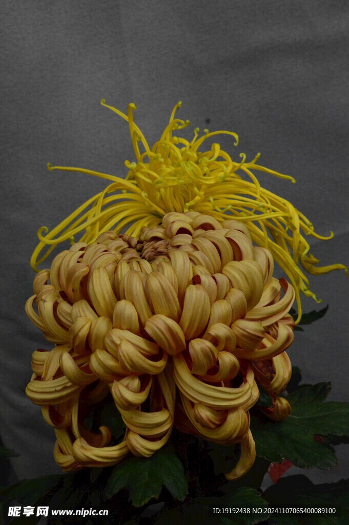 菊花  