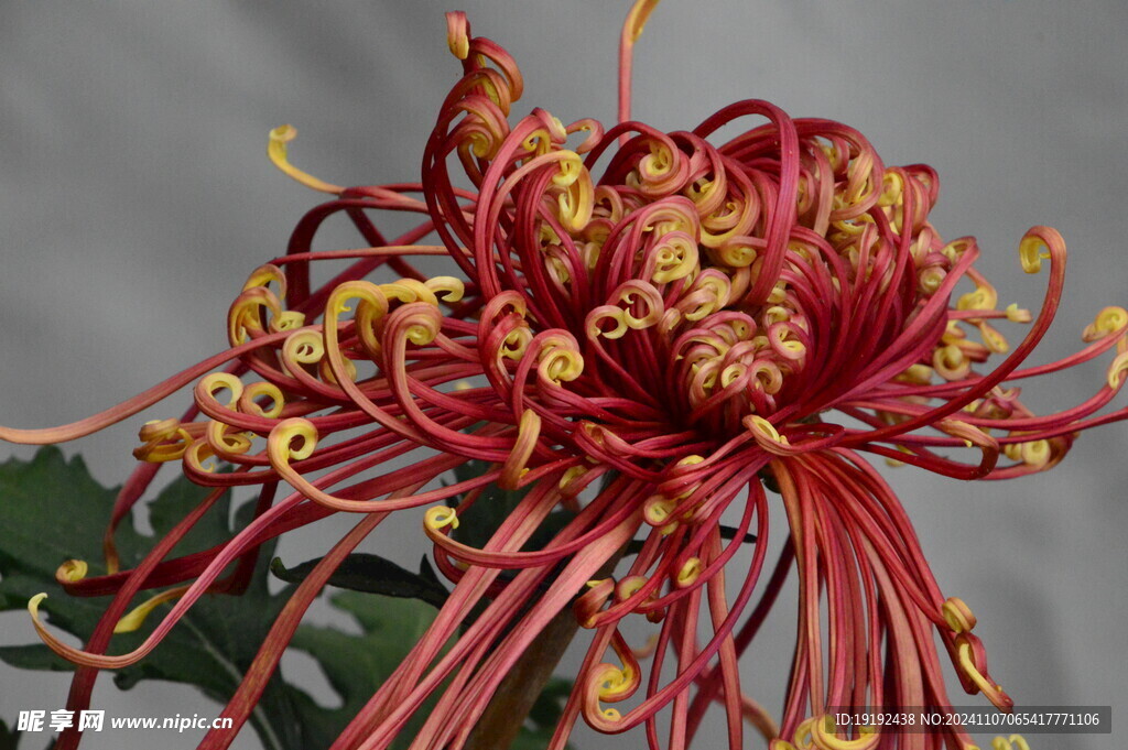 菊花  