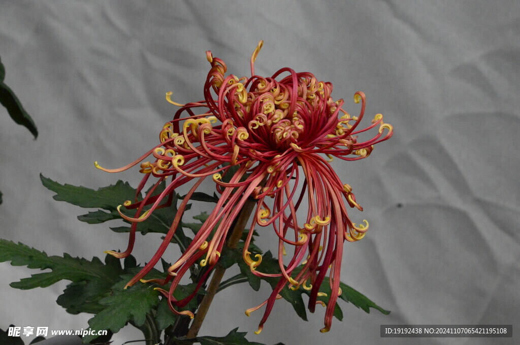 菊花  