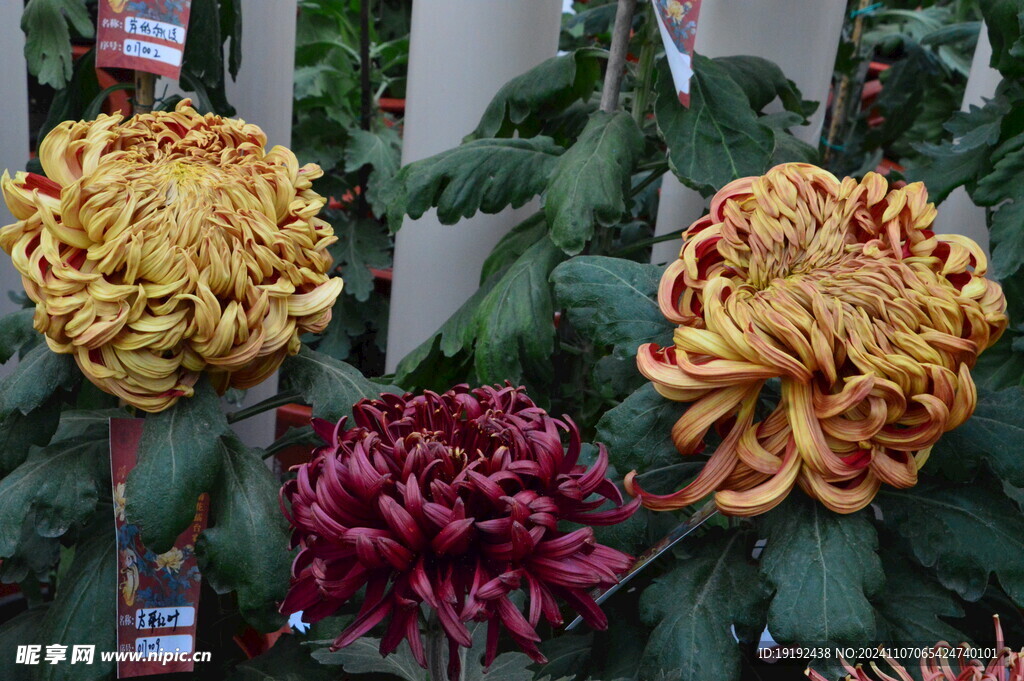 菊花 