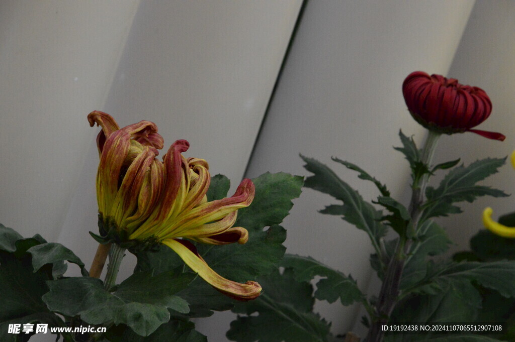 菊花  