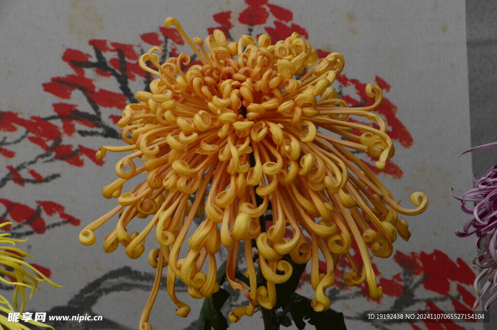 菊花  