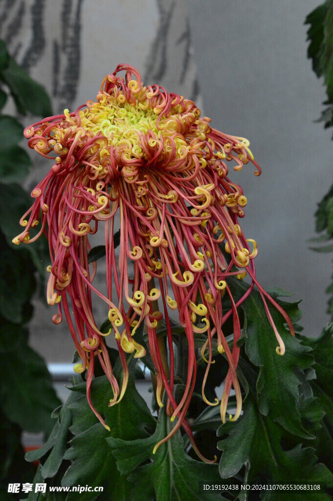 菊花  