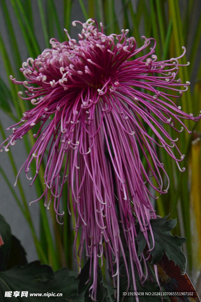 菊花  