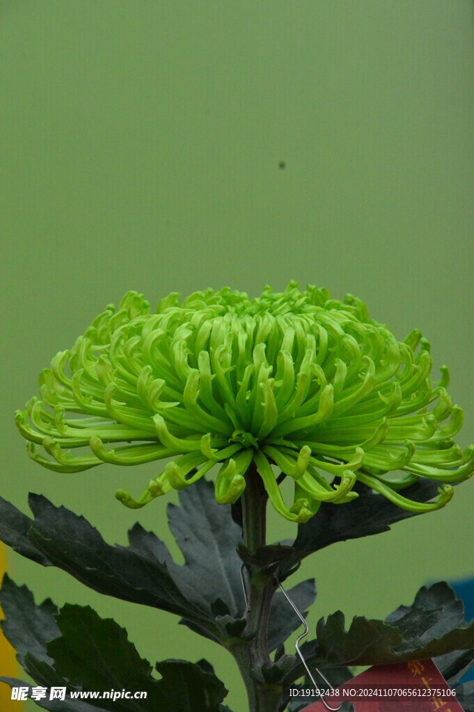 菊花  