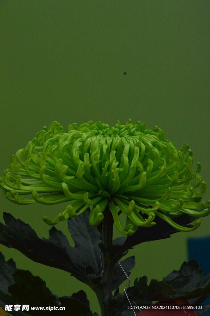 菊花 