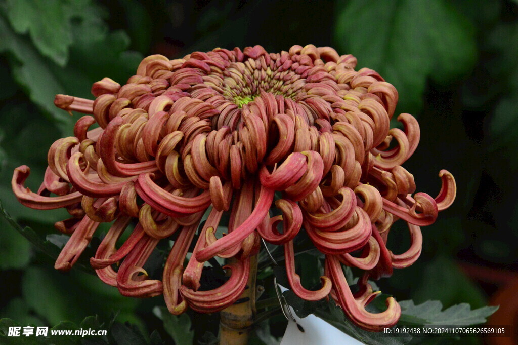 菊花  