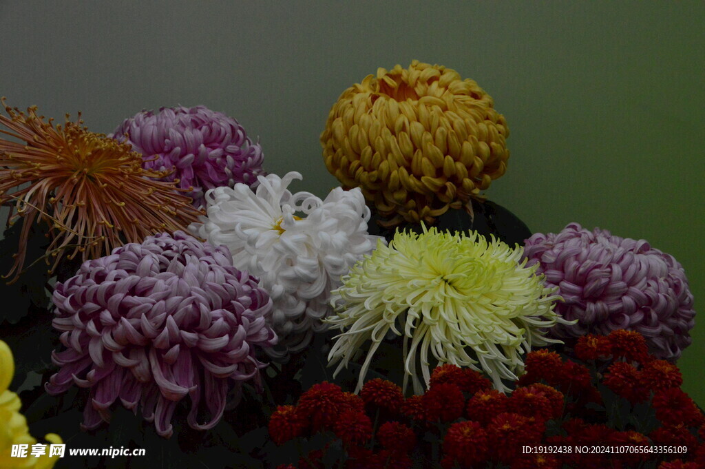 菊花  
