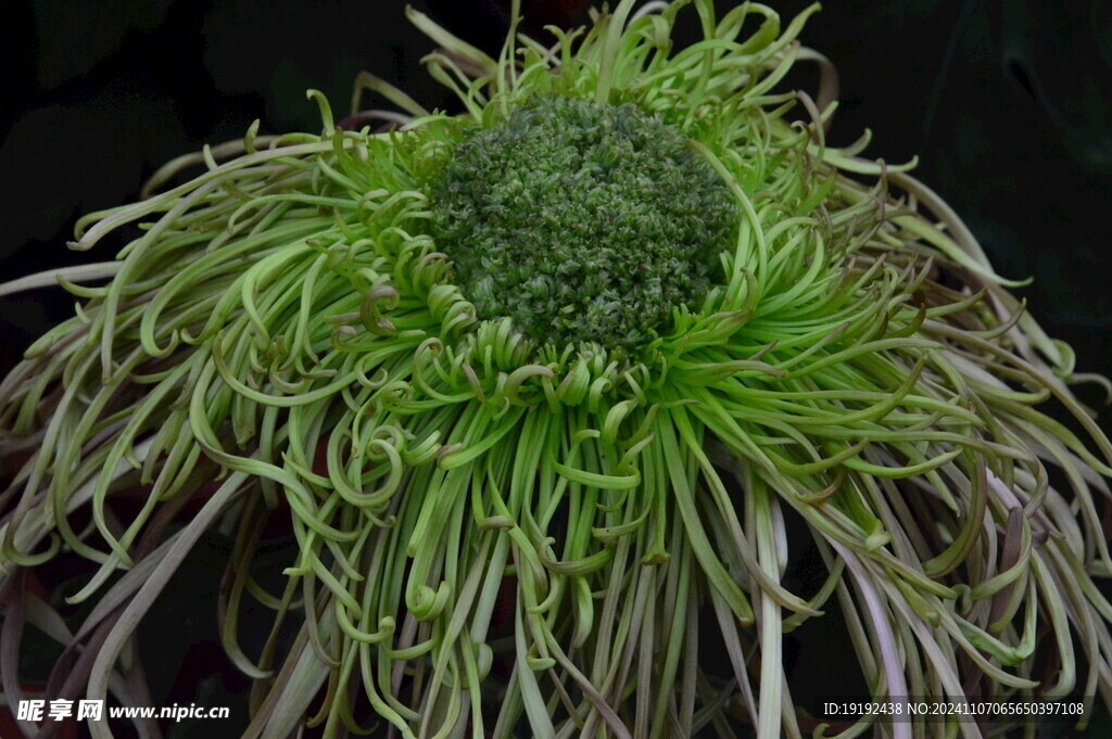 菊花 