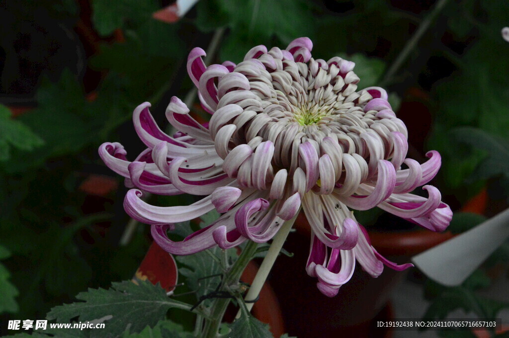 菊花  