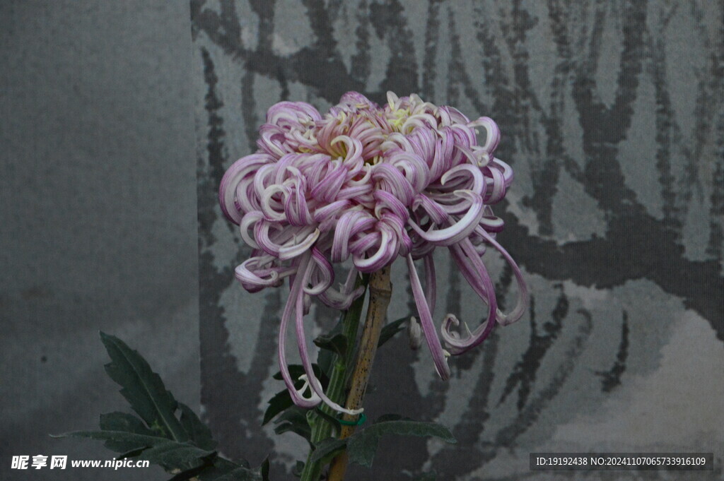 菊花  