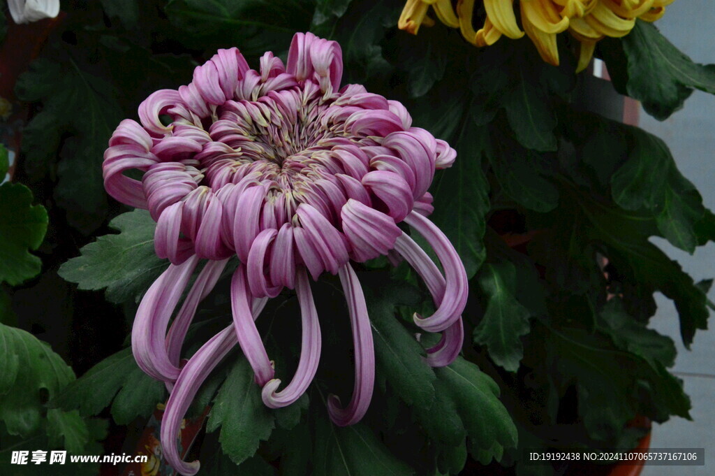 菊花  