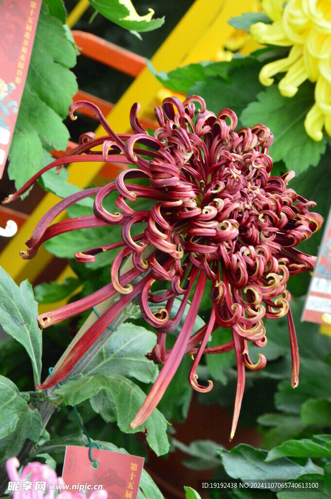 菊花  