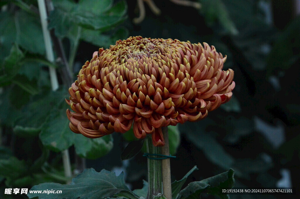 菊花  