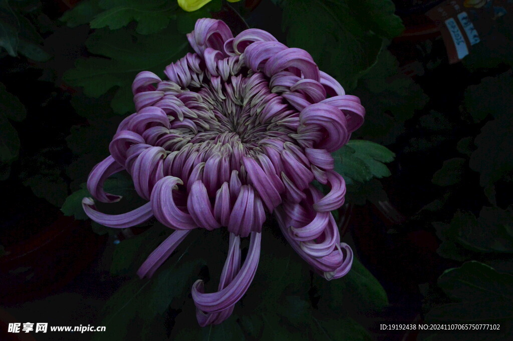 菊花  