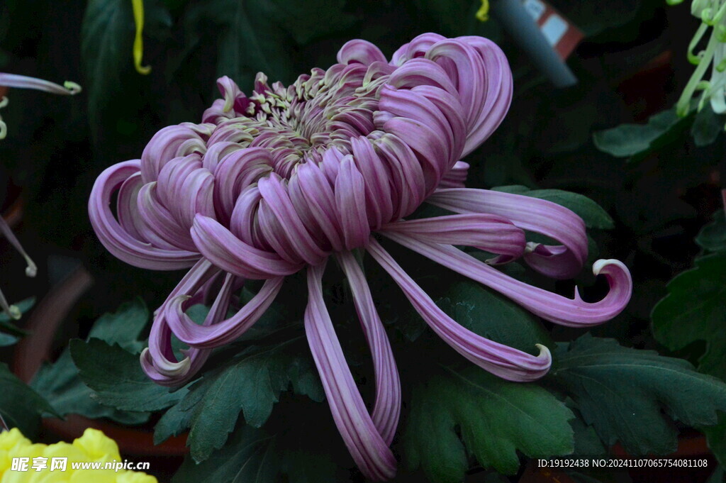 菊花  