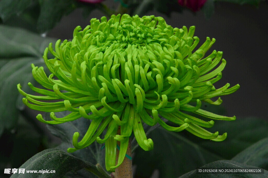 菊花  