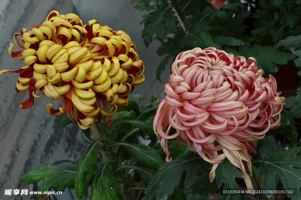 菊花  