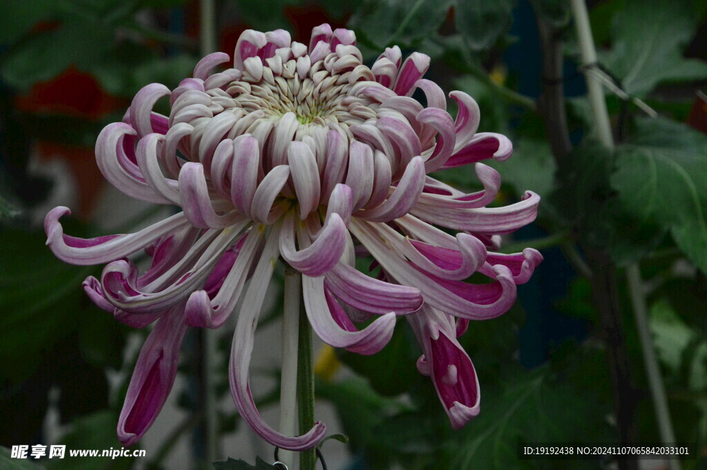 菊花  