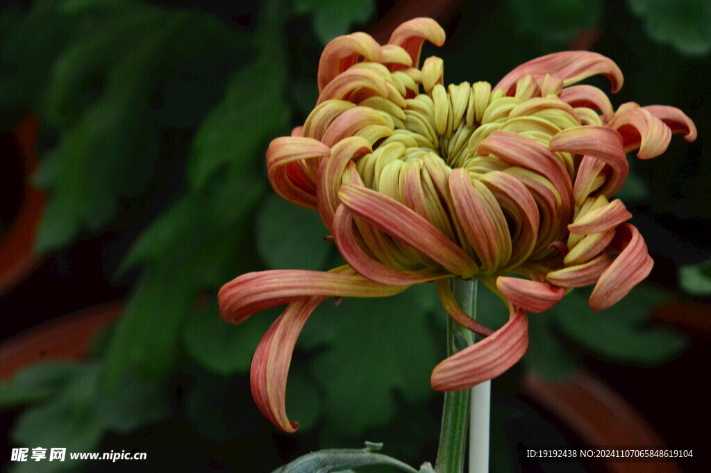 菊花 