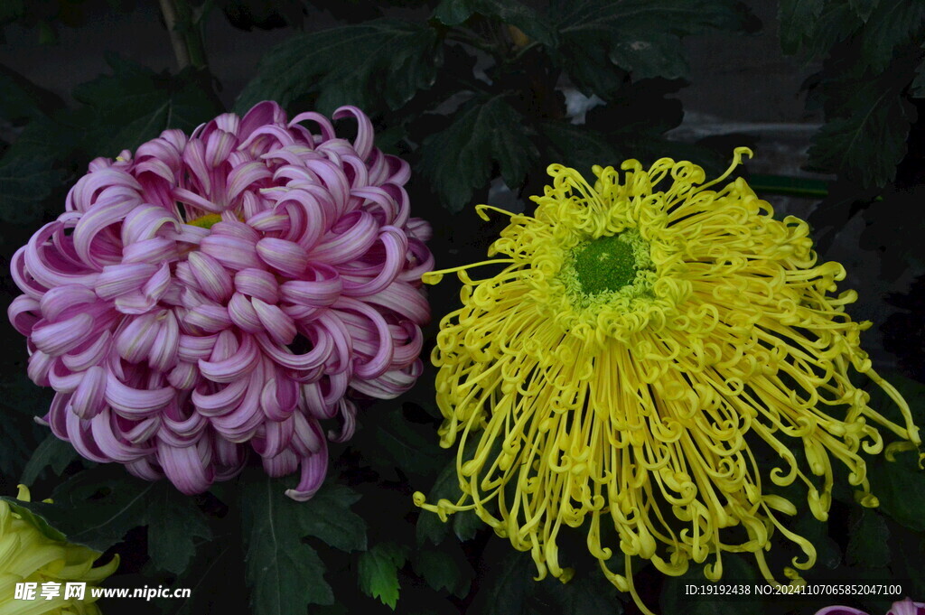 菊花  