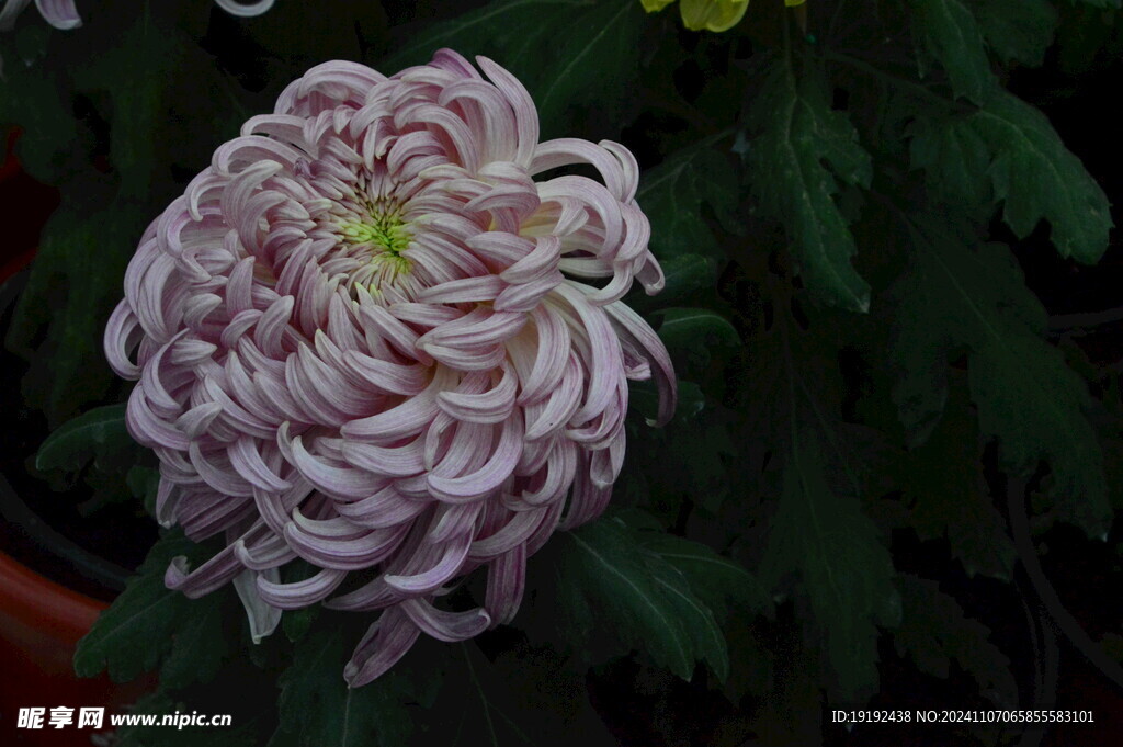 菊花  