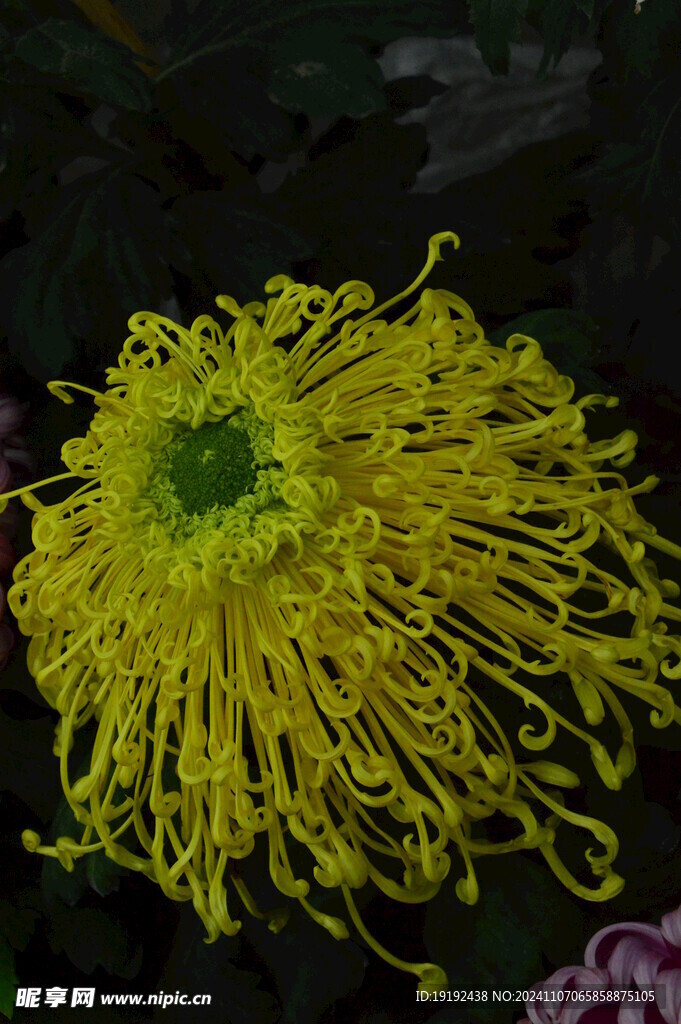 菊花  
