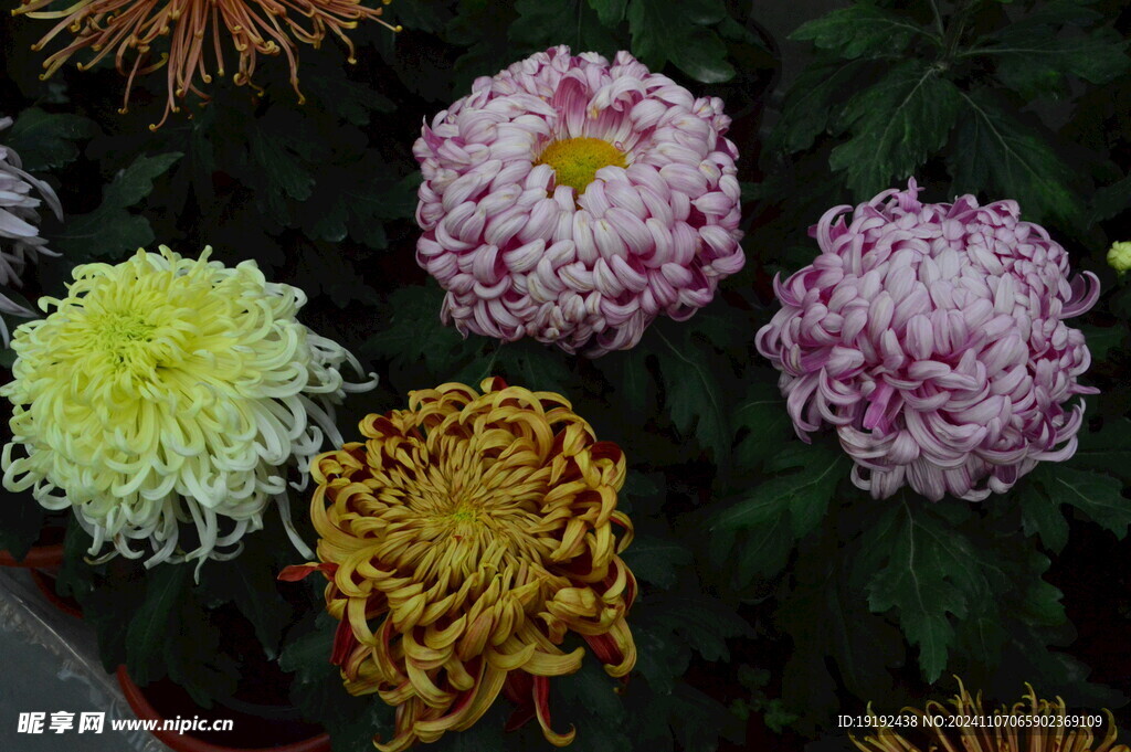 菊花  