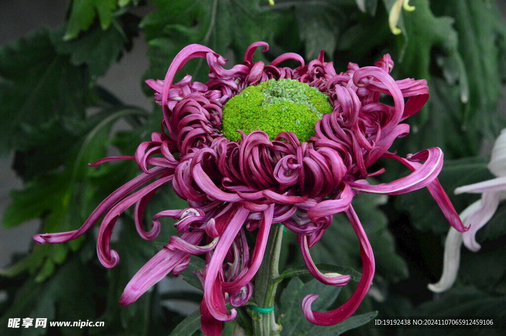 菊花  