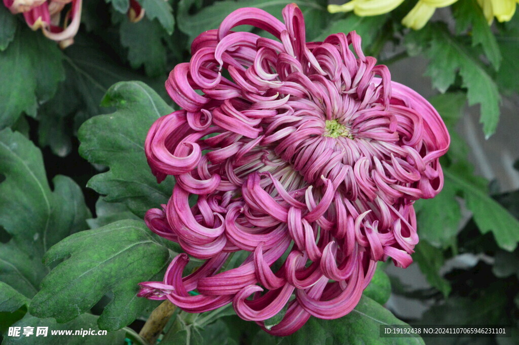 菊花 