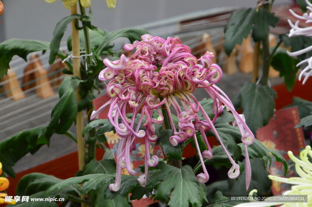菊花 