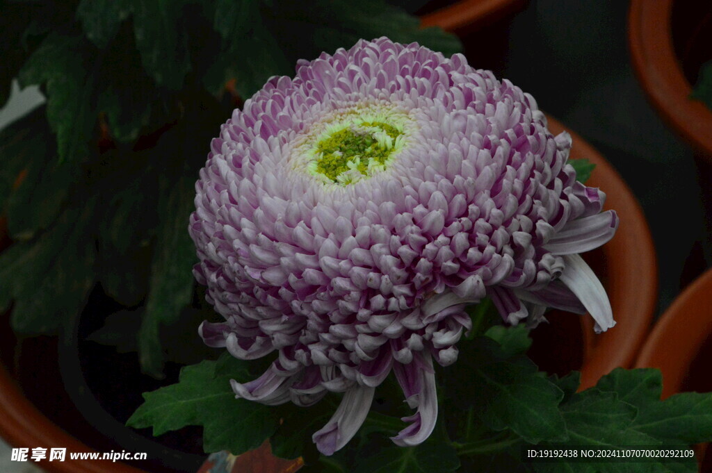 菊花  