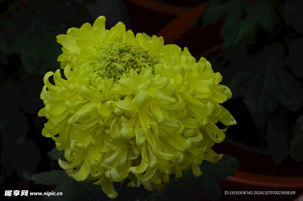 菊花  
