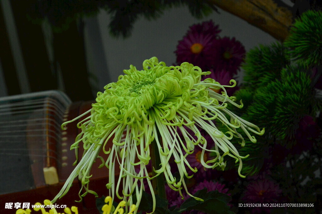 菊花  