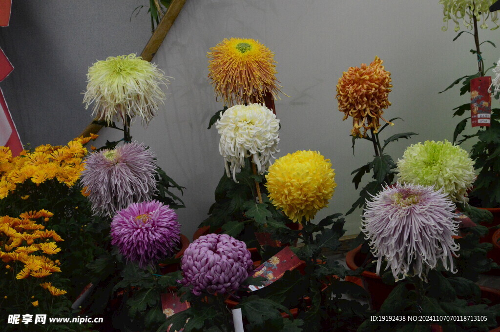 菊花 