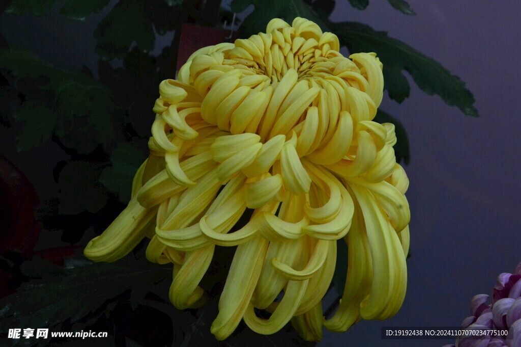 菊花 