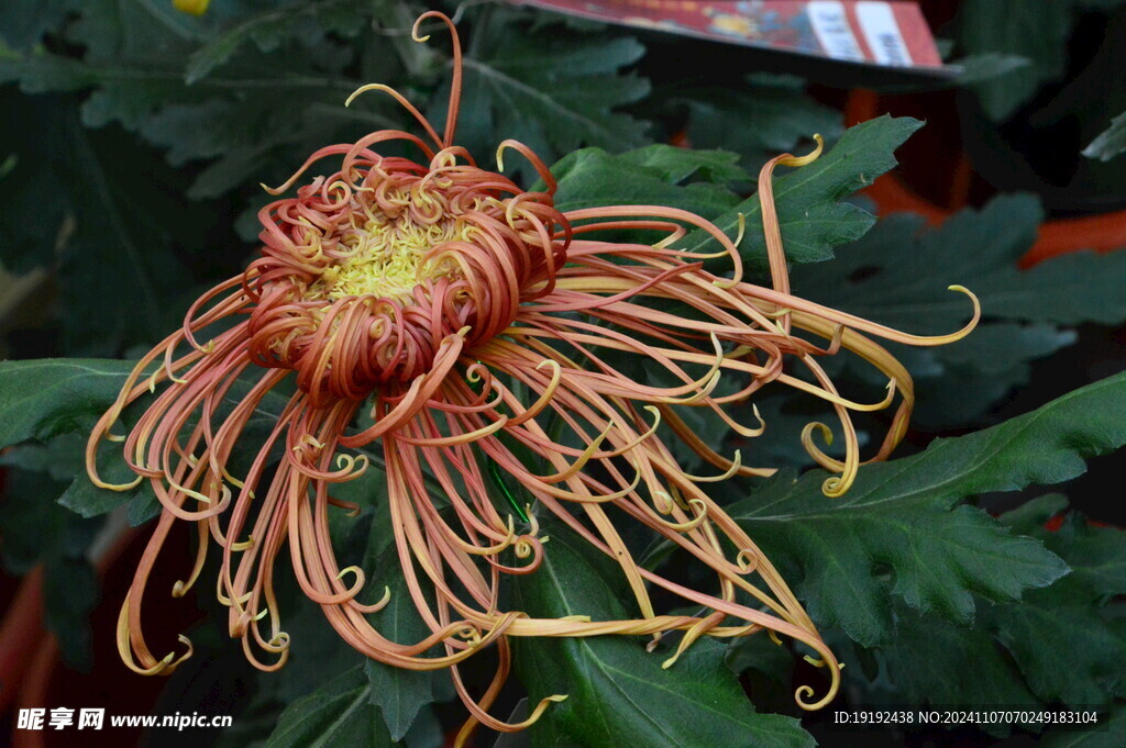 菊花  