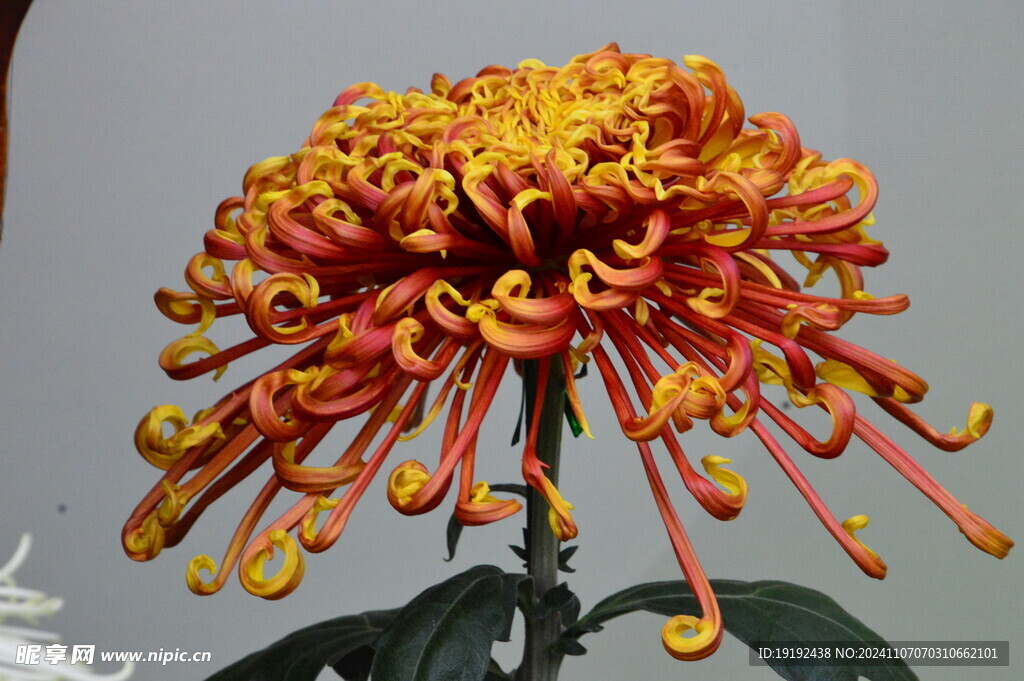 菊花  