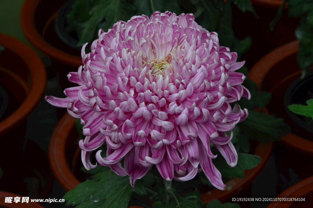菊花  
