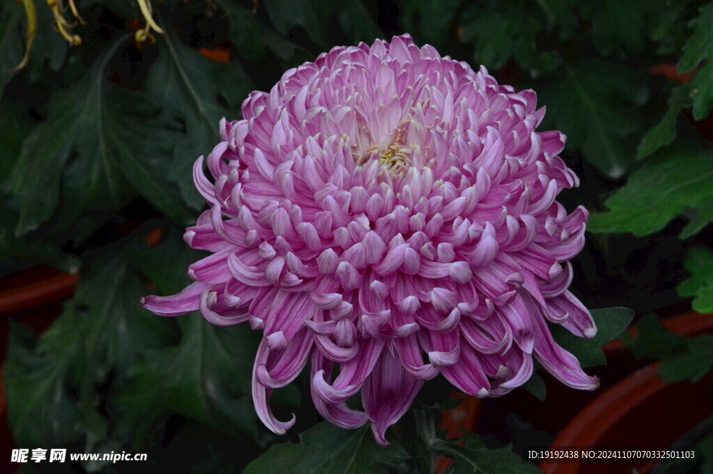 菊花 