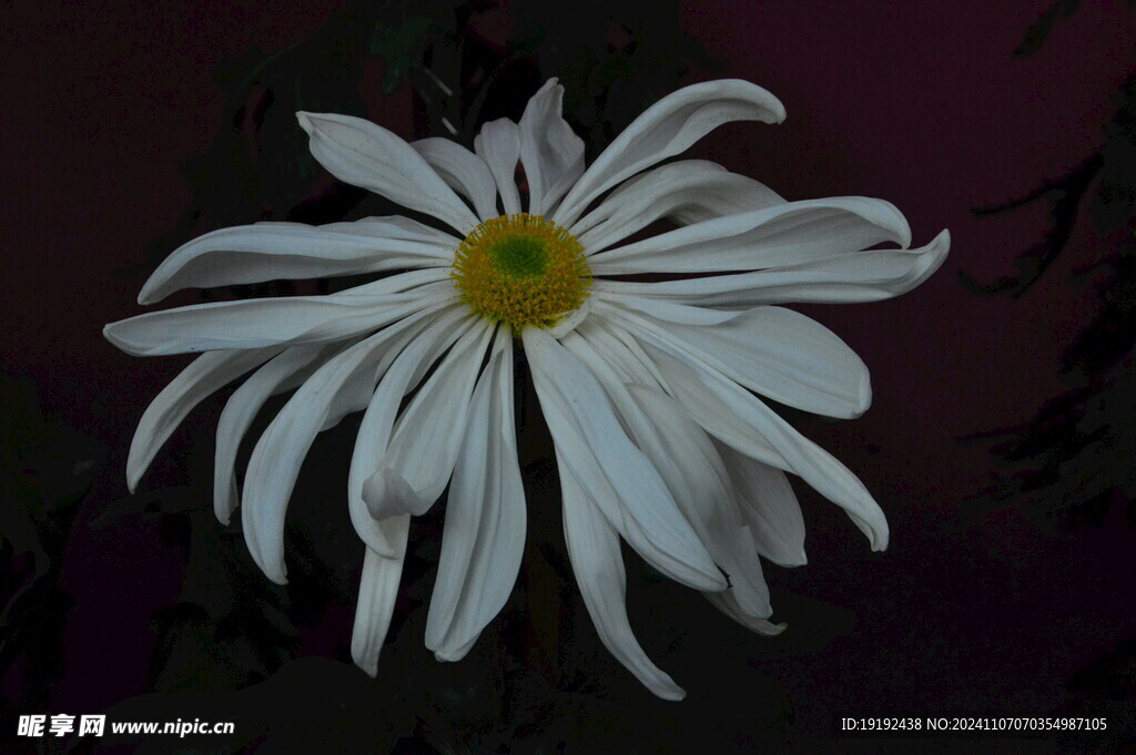 菊花 