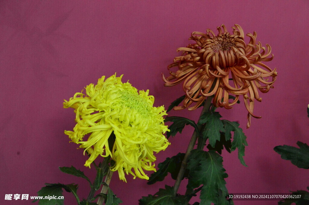 菊花  