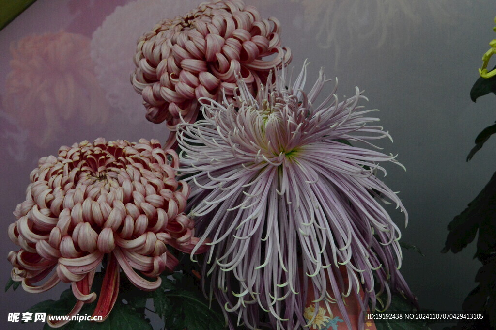菊花  