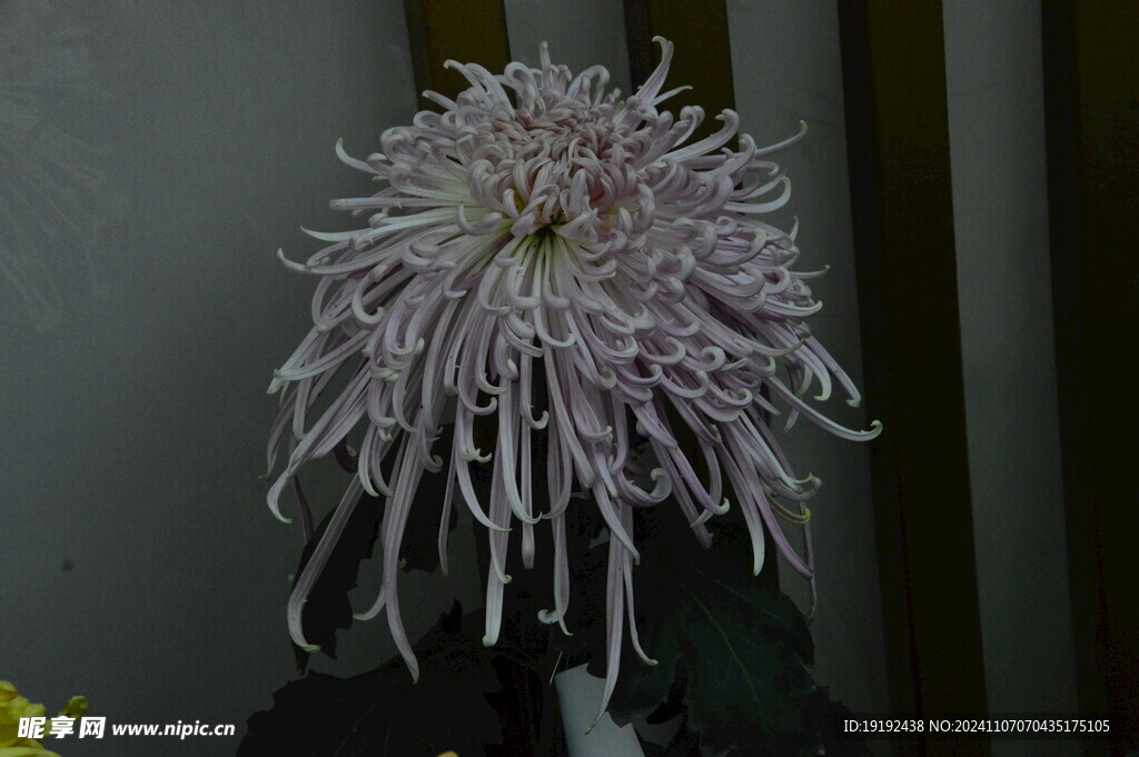 菊花  