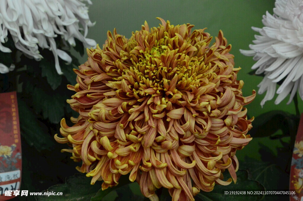 菊花  