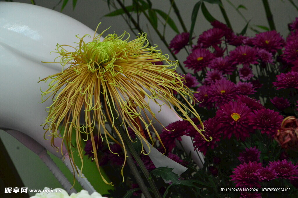 菊花  