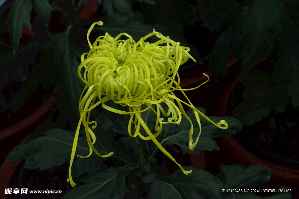 菊花  