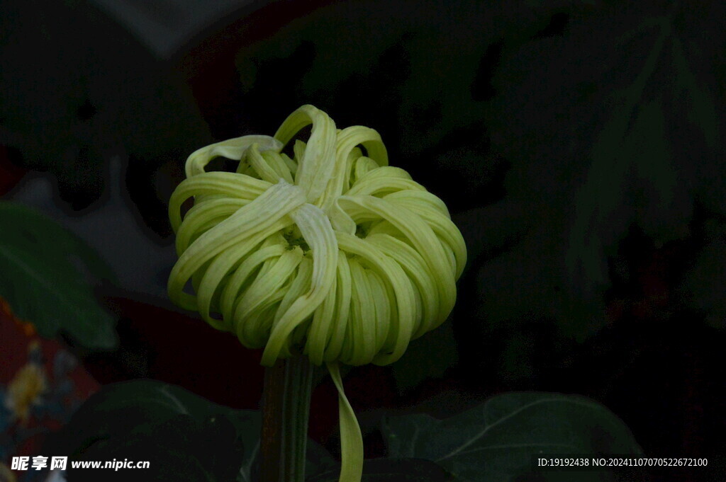 菊花 