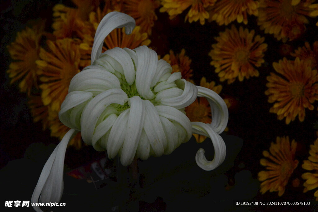 菊花  
